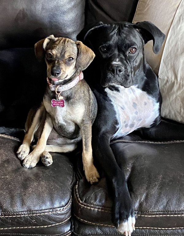 Boxer and Dachshund mix sitting on couch