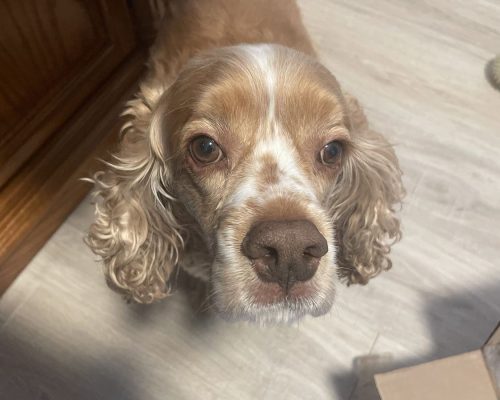 Cocker Spaniel looking up at camera