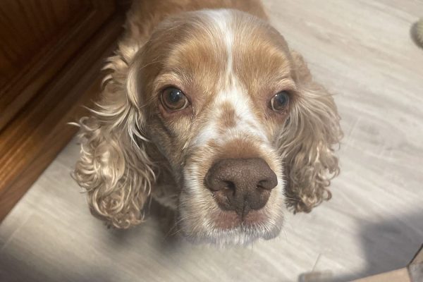 Cocker Spaniel looking up at camera