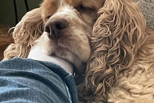 Cocker Spaniel sleeping on couch