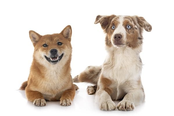 Miniature American Shepherd and Shiba Inu Potrait of a minature American Shepherd and a Shiba Inu in front of a white background.